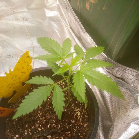 Blueberry muffin #1 growlog timeline photo