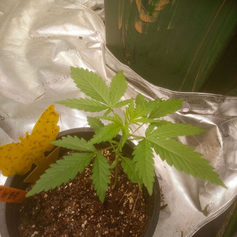 Blueberry muffin #1 growlog timeline photo
