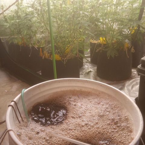 Blueberry muffin #1 growlog photo: Tea time 