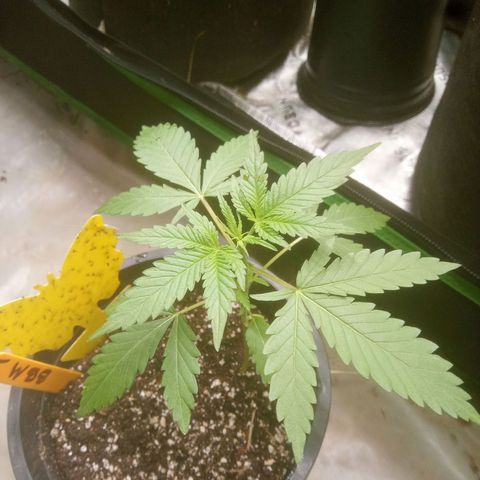 Blueberry muffin #1 growlog timeline photo