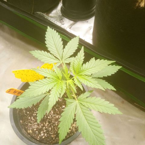 Blueberry muffin #1 growlog timeline photo