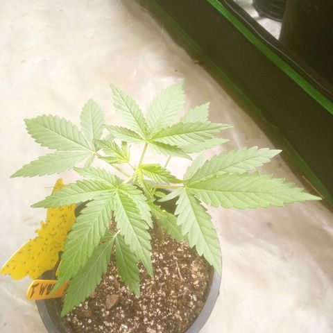 Blueberry muffin #1 growlog timeline photo
