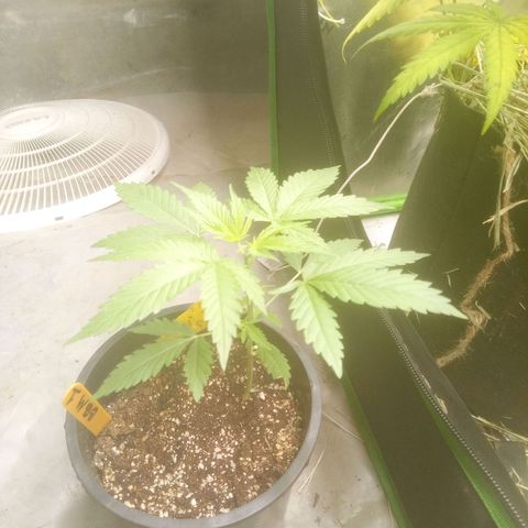 Blueberry muffin #1 growlog timeline photo