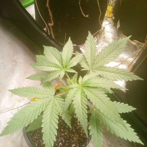 Blueberry muffin #1 growlog timeline photo