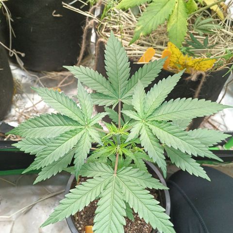 Blueberry muffin #1 growlog timeline photo