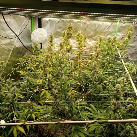 Blueberry muffin #1 growlog timeline photo