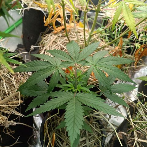 Blueberry muffin #1 growlog timeline photo