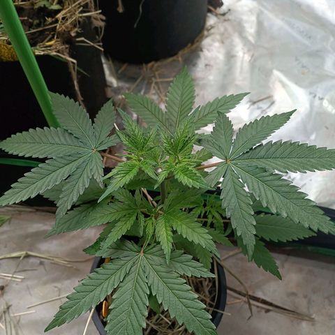 Blueberry muffin #1 growlog timeline photo