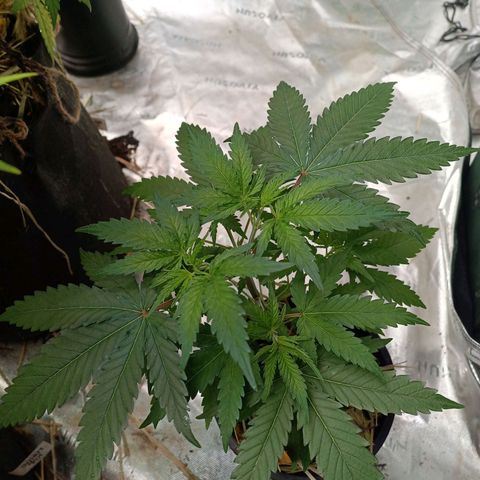 Blueberry muffin #1 growlog timeline photo