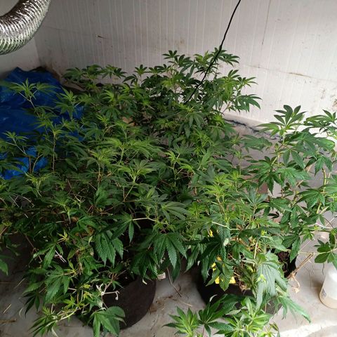 Biscotti #3 #1 growlog timeline photo