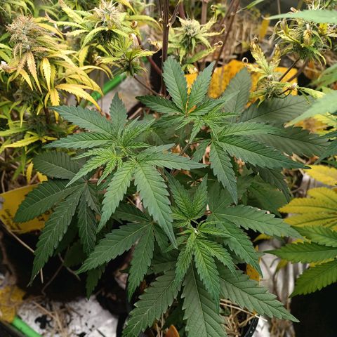 Blueberry muffin #1 growlog timeline photo
