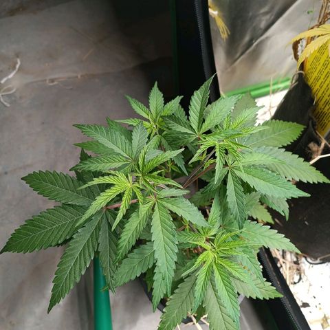 Blueberry muffin #1 growlog timeline photo