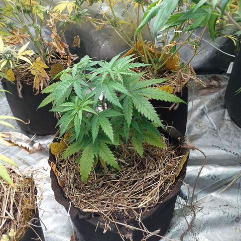 Blueberry muffin #1 growlog timeline photo