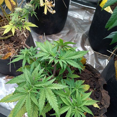 Blueberry muffin #1 growlog timeline photo