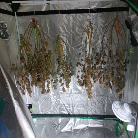 Blueberry muffin #1 growlog timeline photo