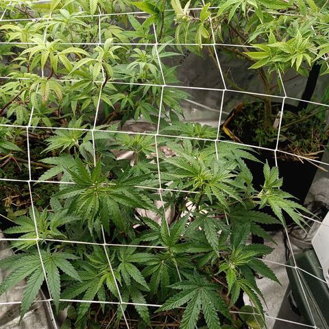 Blueberry muffin #1 growlog timeline photo