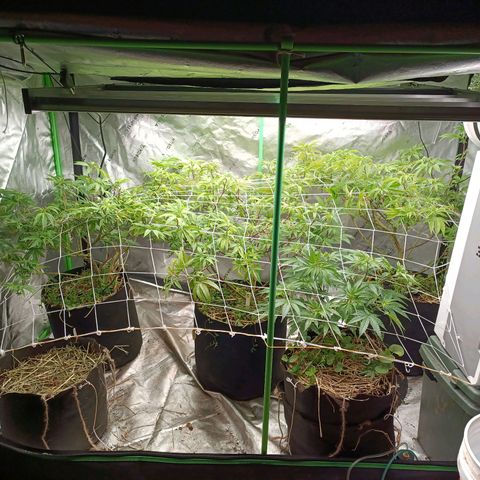 Blueberry muffin #1 growlog timeline photo