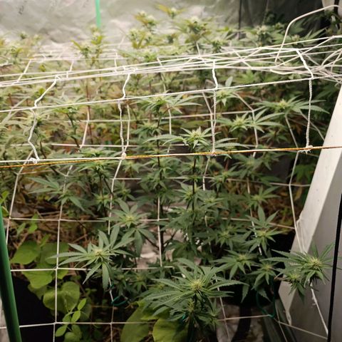 Blueberry muffin #1 growlog timeline photo