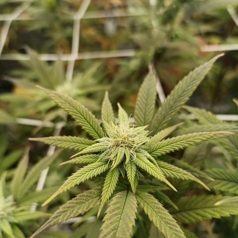 Bubba gorilla #1 growlog timeline photo