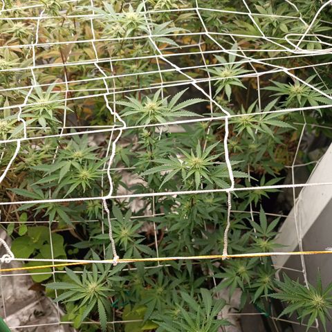 Blueberry muffin #1 growlog timeline photo