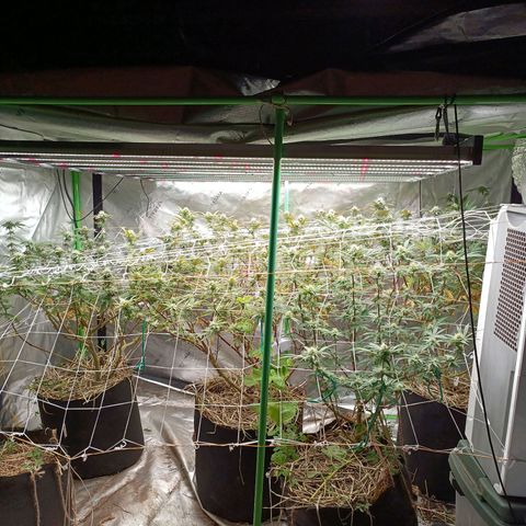 Blueberry muffin #1 growlog timeline photo