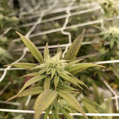 Bubba gorilla #1 growlog timeline photo