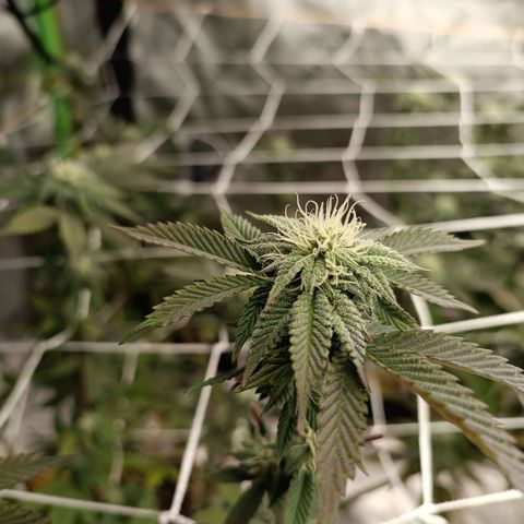 Biscotti #3 #1 growlog timeline photo