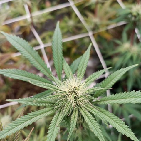 Blueberry muffin #1 growlog timeline photo
