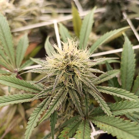 Blueberry muffin #1 growlog timeline photo
