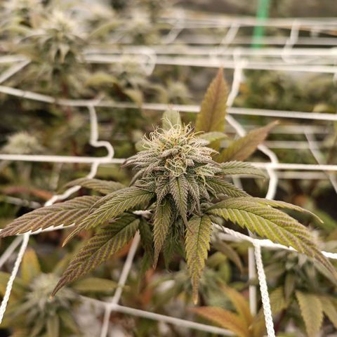 Bubba gorilla #1 growlog timeline photo