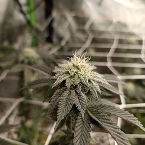 Biscotti #3 #1 growlog timeline photo