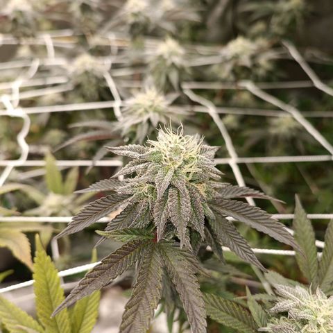 Biscotti #3 #2 growlog timeline photo