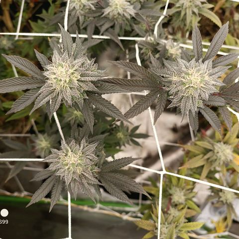 Biscotti #3 #2 growlog timeline photo