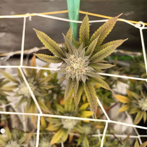 Bubba gorilla #1 growlog timeline photo