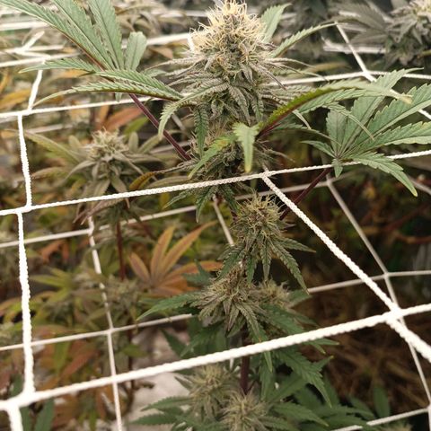 Blueberry muffin #1 growlog timeline photo