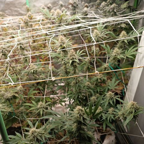 Blueberry muffin #1 growlog timeline photo
