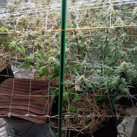 Blueberry muffin #1 growlog timeline photo