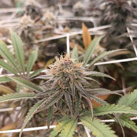 Blueberry muffin #1 growlog timeline photo