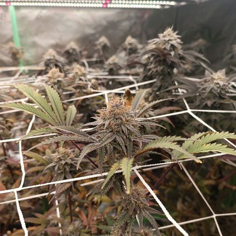 Blueberry muffin #1 growlog timeline photo