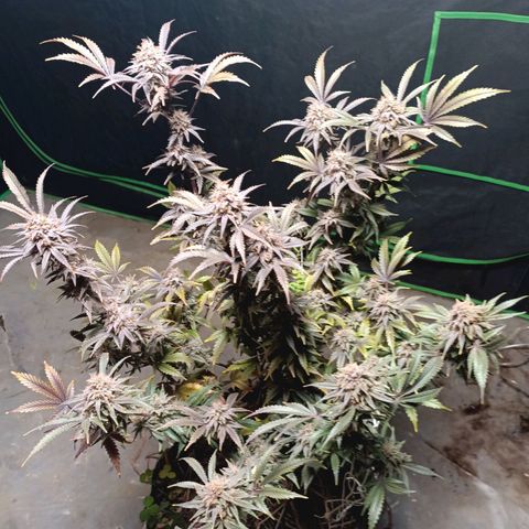 Blueberry muffin #1 growlog timeline photo