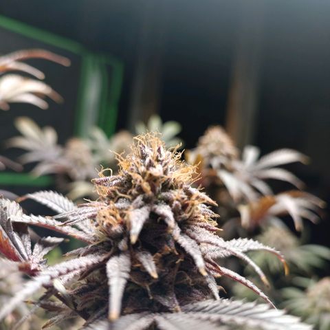 Blueberry muffin #1 growlog timeline photo