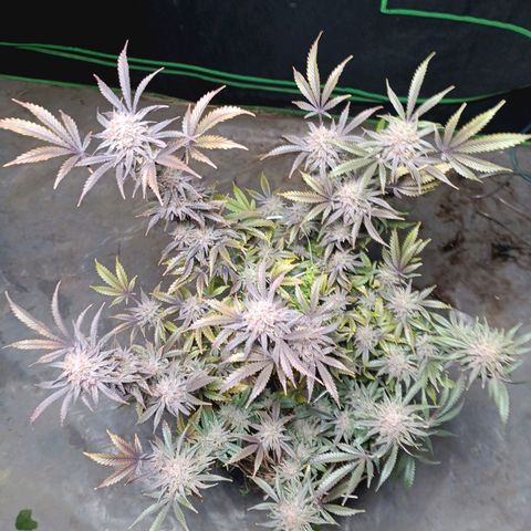 Blueberry muffin #1 growlog timeline photo