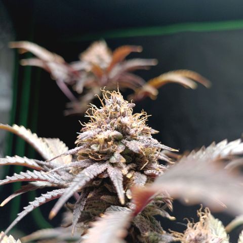 Blueberry muffin #1 growlog timeline photo