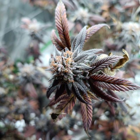Bubba gorilla #1 growlog timeline photo