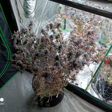 Bubba gorilla #1 growlog timeline photo