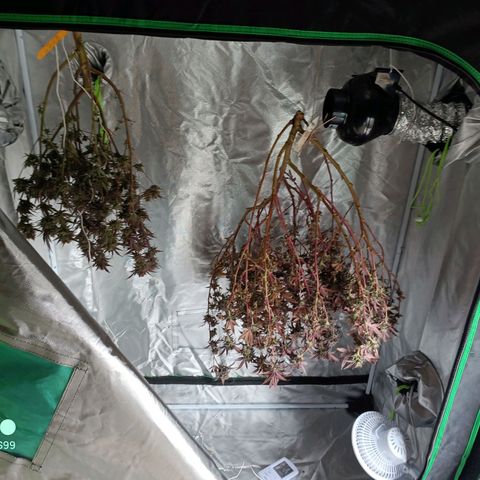 Bubba gorilla #1 growlog timeline photo