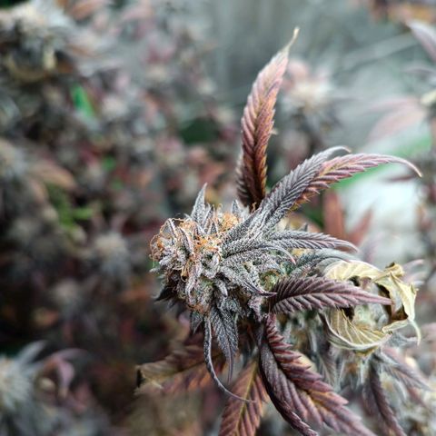 Bubba gorilla #1 growlog timeline photo
