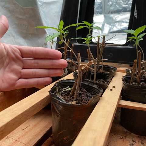 Genética desconocida growlog timeline photo