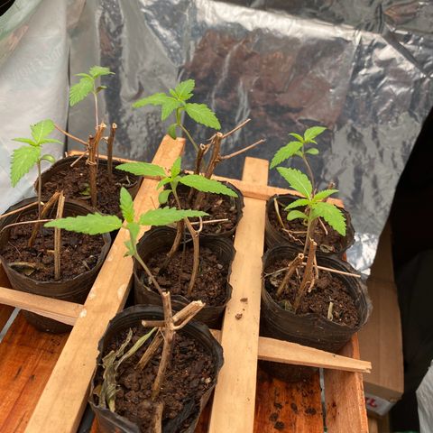 Genética desconocida growlog timeline photo