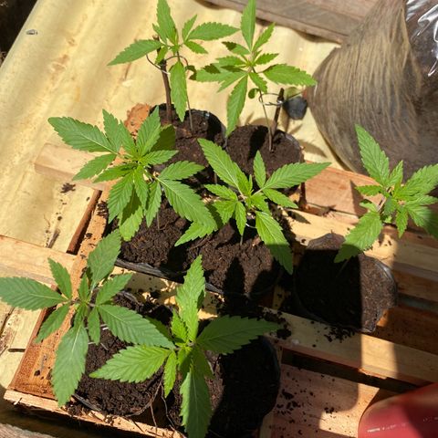 Genética desconocida growlog timeline photo